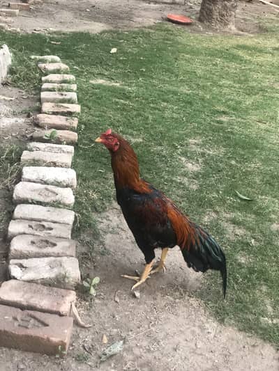 Pure Mianwali Aseel murgha murga lakha murgha exchange possible