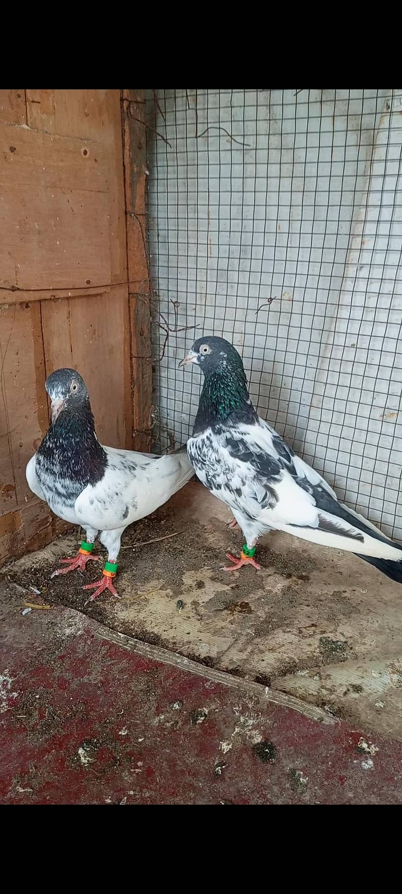 ٹیڈی جوڑا خالص بوسکی آنکھیں ۔۔۔ فار سیل 0