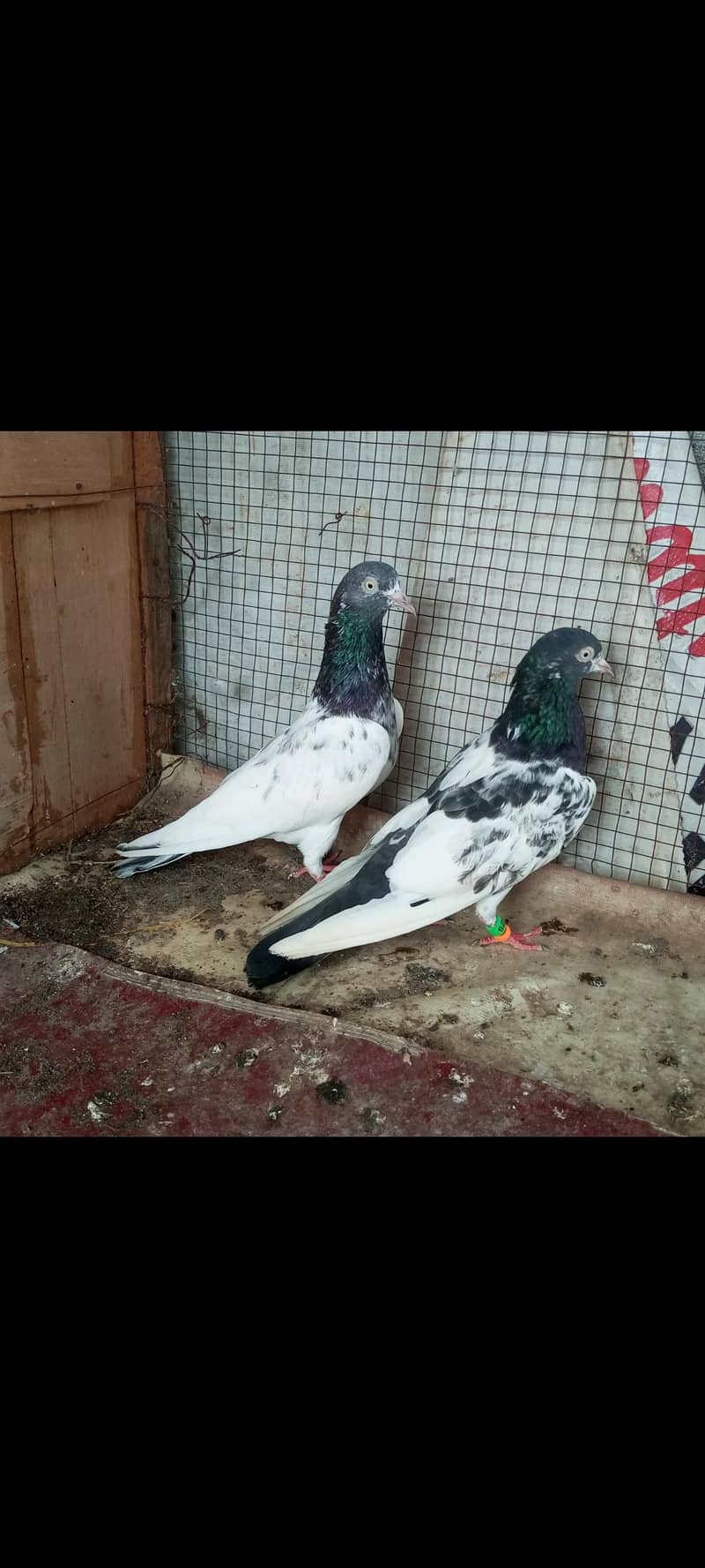 ٹیڈی جوڑا خالص بوسکی آنکھیں ۔۔۔ فار سیل 1