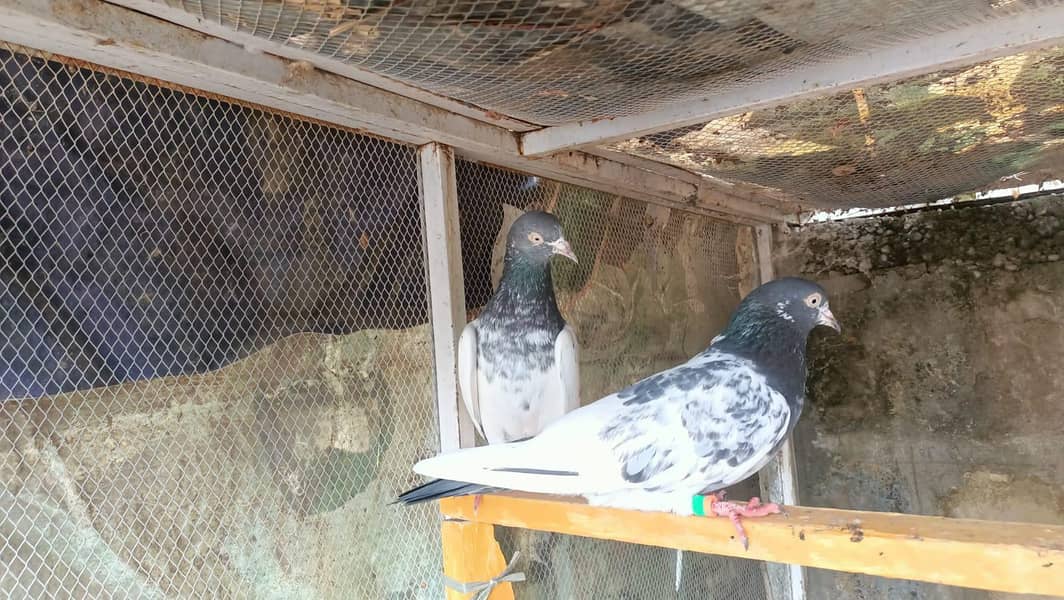 ٹیڈی جوڑا خالص بوسکی آنکھیں ۔۔۔ فار سیل 2