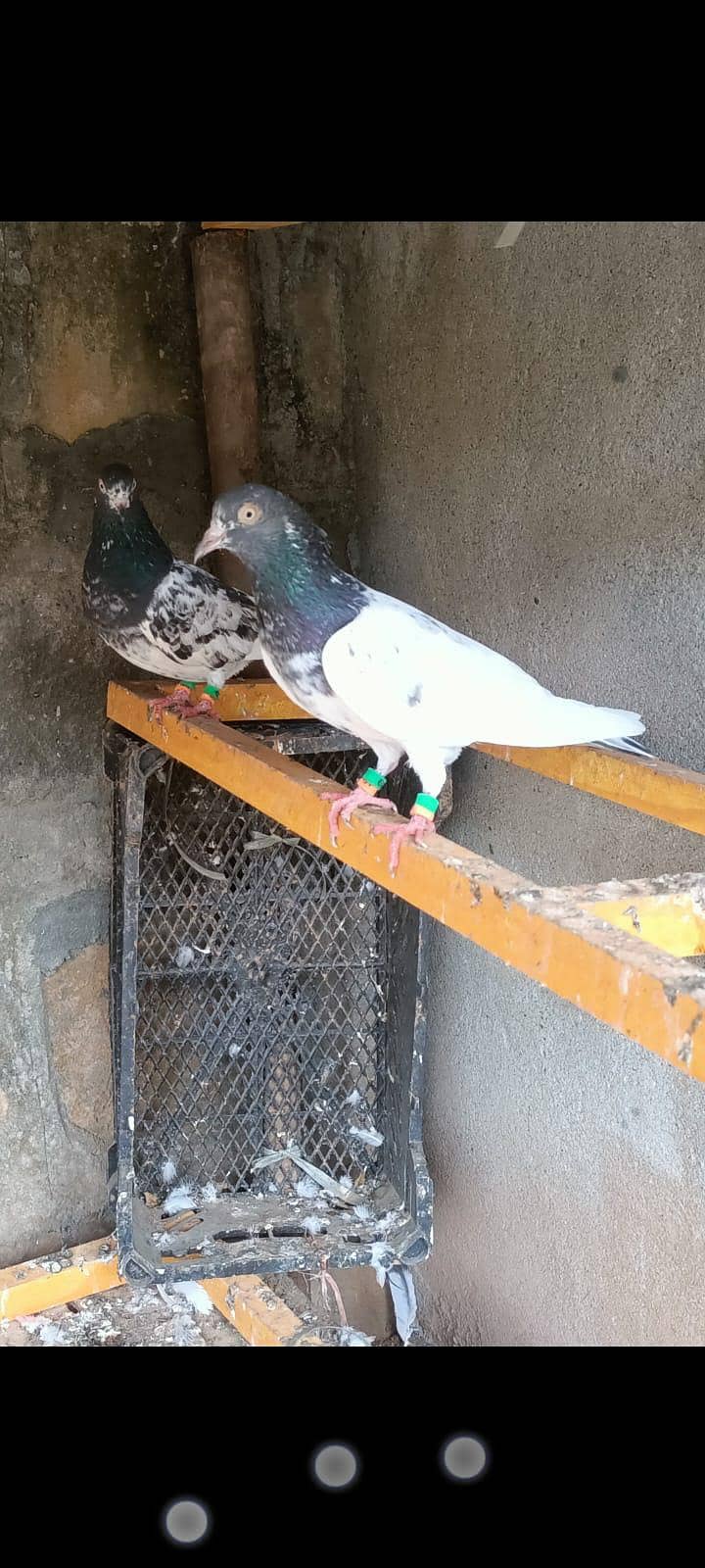 ٹیڈی جوڑا خالص بوسکی آنکھیں ۔۔۔ فار سیل 3