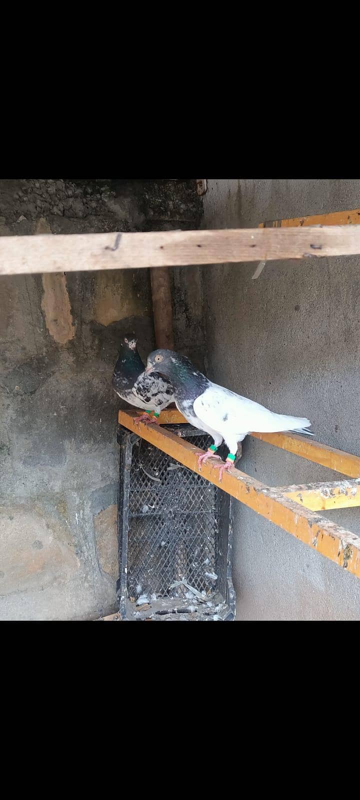 ٹیڈی جوڑا خالص بوسکی آنکھیں ۔۔۔ فار سیل 4