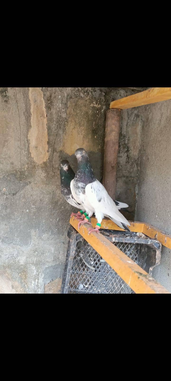 ٹیڈی جوڑا خالص بوسکی آنکھیں ۔۔۔ فار سیل 5