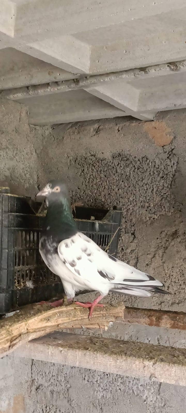 ٹیڈی جوڑا خالص بوسکی آنکھیں ۔۔۔ فار سیل 6