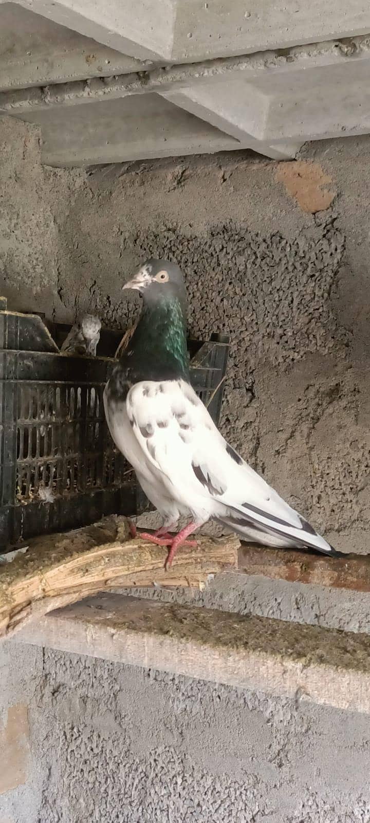 ٹیڈی جوڑا خالص بوسکی آنکھیں ۔۔۔ فار سیل 7