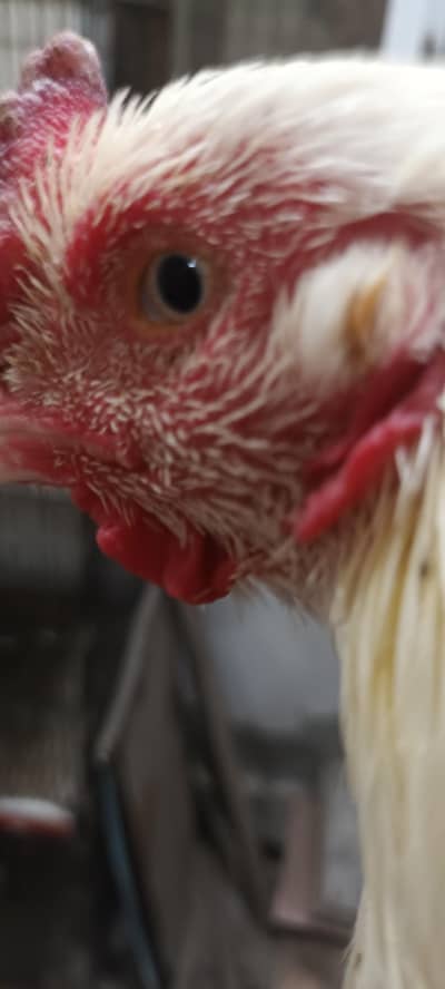 paper white pure 100 paper white