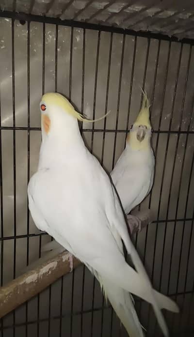 Love Birds and Cocktail