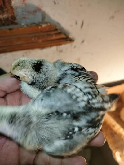 japanese bantam ,mili flower and silver subrite chicks