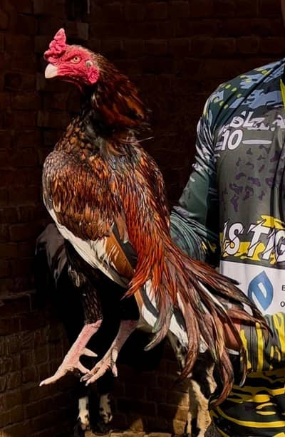 Aseel murga 03041979402