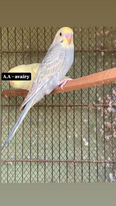 Rainbow budgie grey wing patha