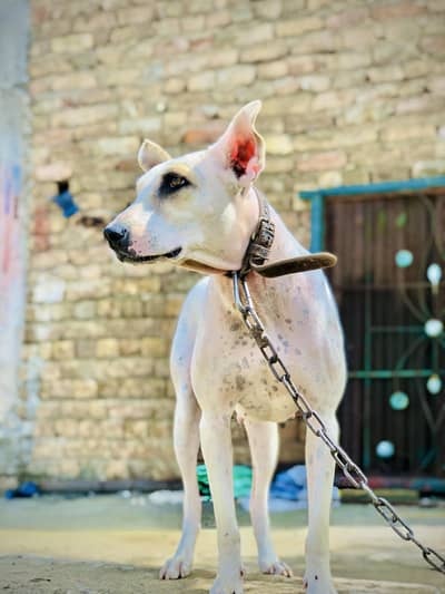 argent sale dog home socurity  available