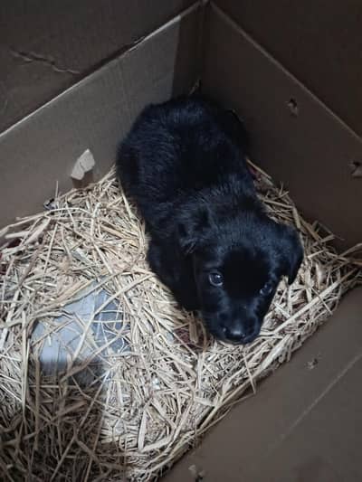 Germam Shephred  Black Color Triple Cort puppy For sale