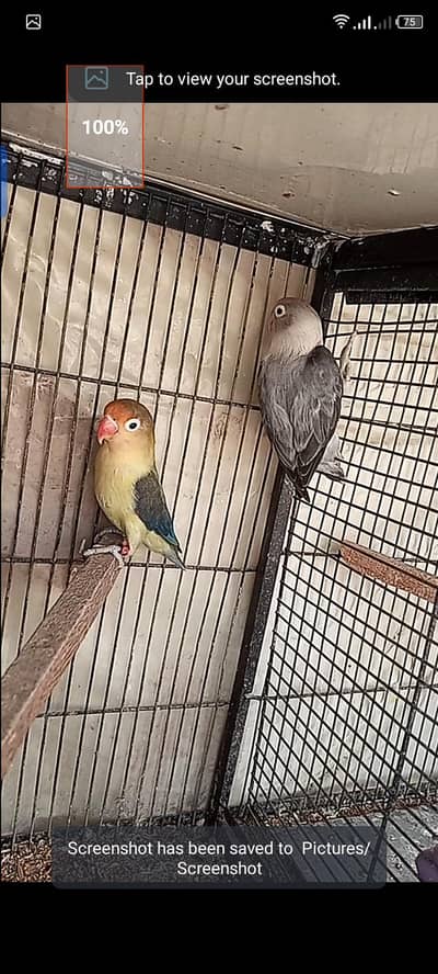 love birds pair with 3chicks for sell