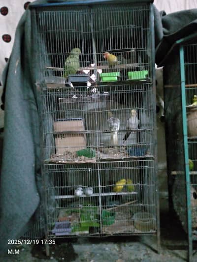 All setup for sell urgent sale ringneck female cocktail budgie lutino