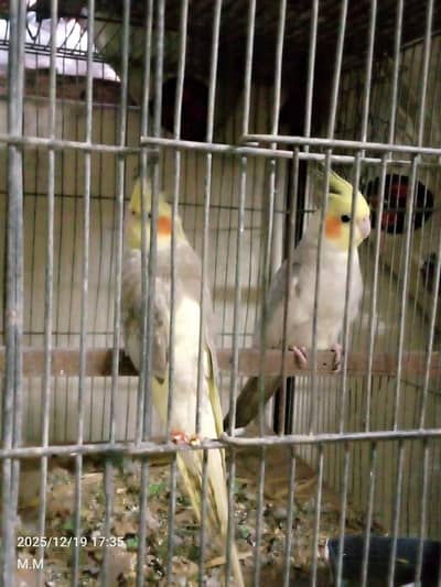 All setup for sell urgent sale ringneck female cocktail budgie lutino