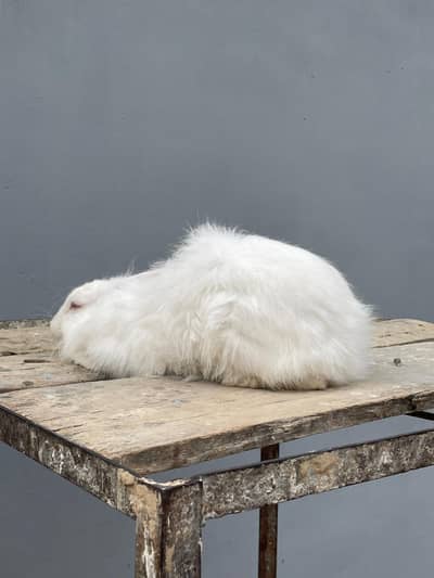 pure giant angura female for sale