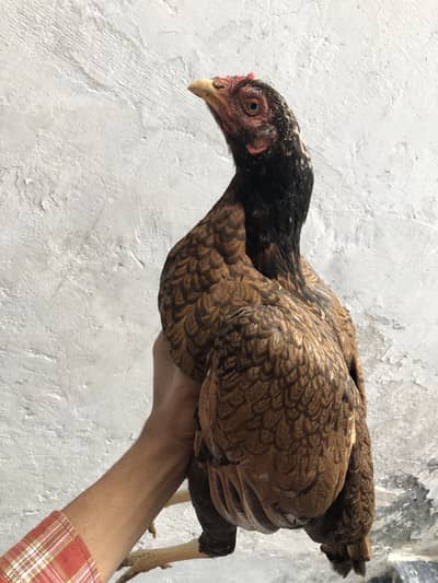 Aseel Mianwali Breed