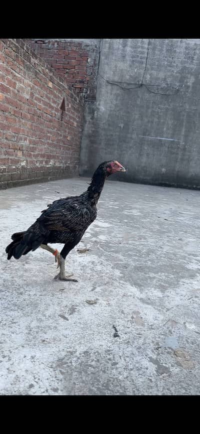 Garam blood haii high qwality