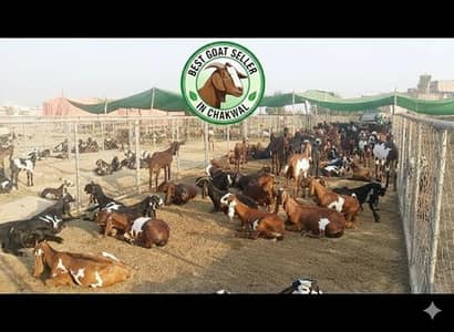 Bakray Bakriyan Goats for Sale | Healthy Farm Goats | Chakwal