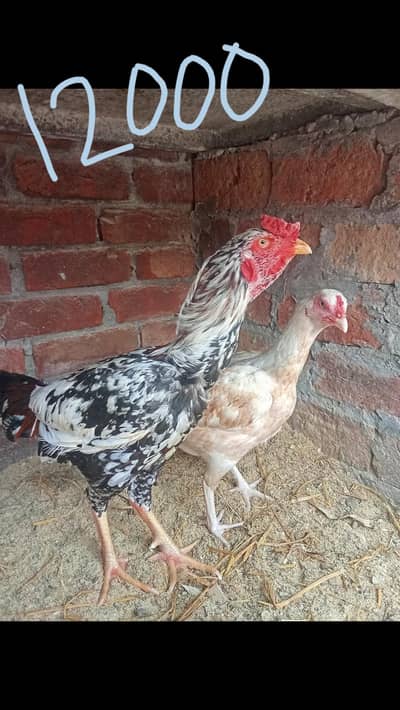 healthy and active vaccinated