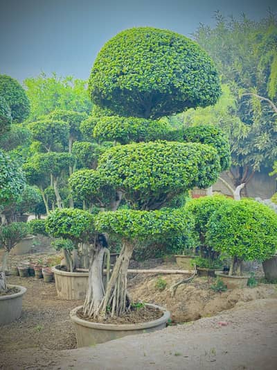 IMPORTANT BONDAI THAILAND 