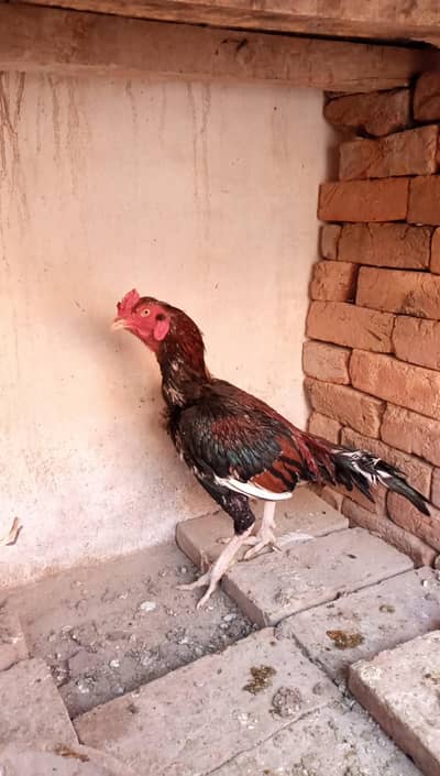 Aseel murga age 1 year gulgasht  chungi no 6