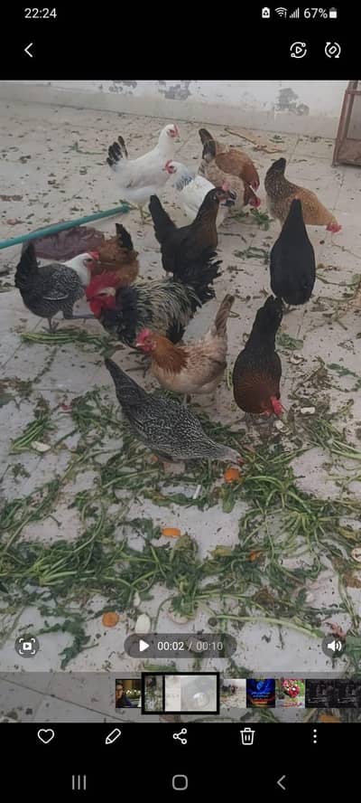 stater hens for sale in resenable prise