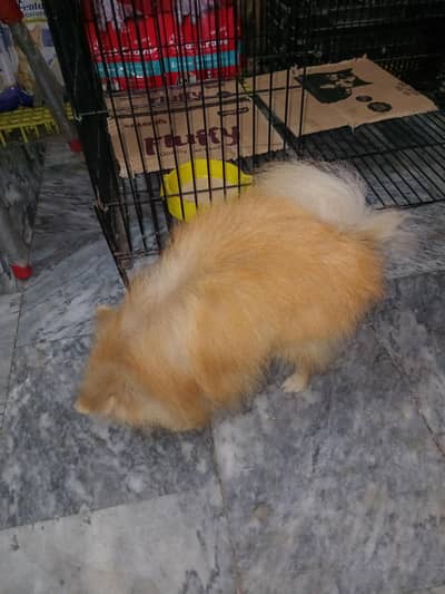dog pomeranian male
