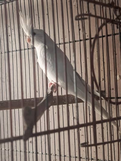 Eno red eyes and vpied split Eno