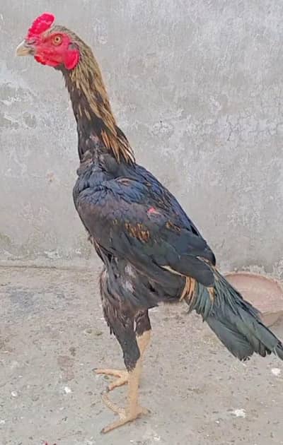 kuch b jana ho tu WhatsApp number pa message kara