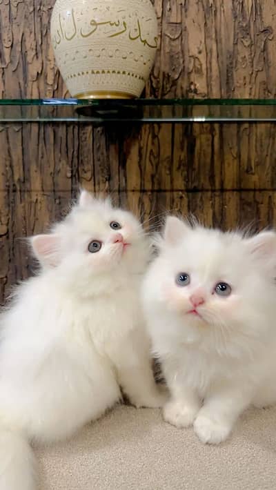 white Persian kitten|Triple long coated|punch Face|Blue Eyes kittens