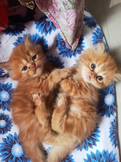 white Persian kitten|Triple long coated|punch Face|Blue Eyes kittens