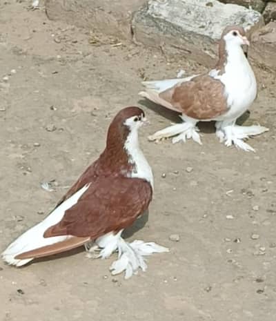 yellow and shiraz 6000 and silver blue bar 2500 broader pair for sale