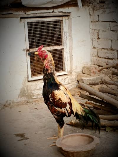 Aseel Murga and Young Aseel