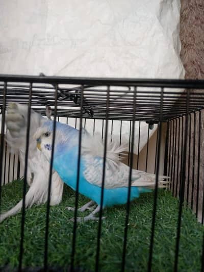 Hogoromo Double flower