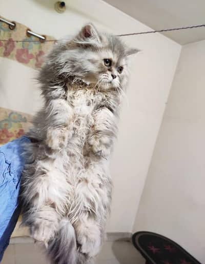 Show quality pure Persian kittens for sale (adult cats on adoption)