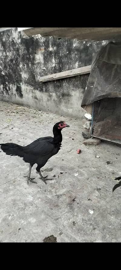 Thai female black eye swing neck