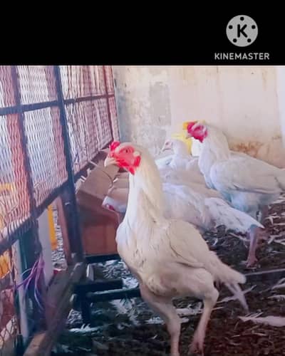 Miyawali Heera aseel Male location Baldia twon