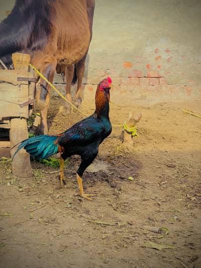 aseel murga phone number  0311-0774500