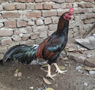 Home Breed Aseel Murgha For Sale