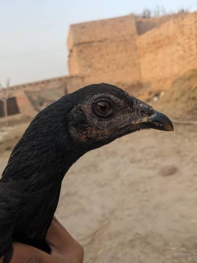 Thai aseel female breed