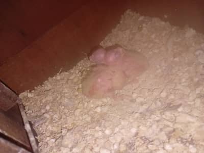 Common White Cockatiel Chiks Available