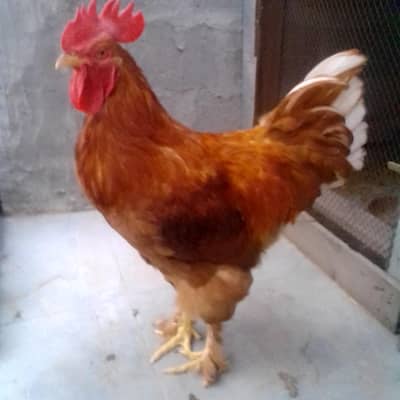 golden buff fancy murga