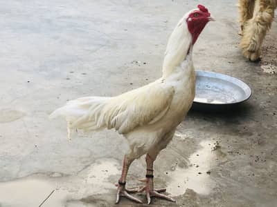 Aseel hera rooster for sale