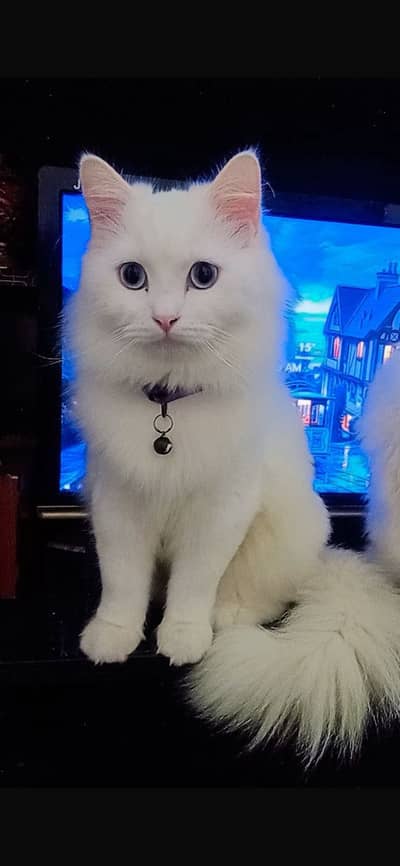 Description pori parh kr rbta kren Cat available