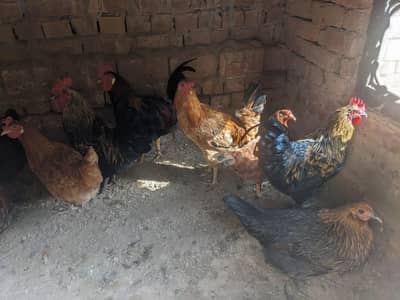 6 golden misri hens for sale anday deti hain