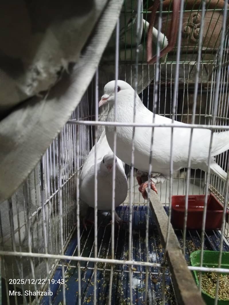 white pigeon 0