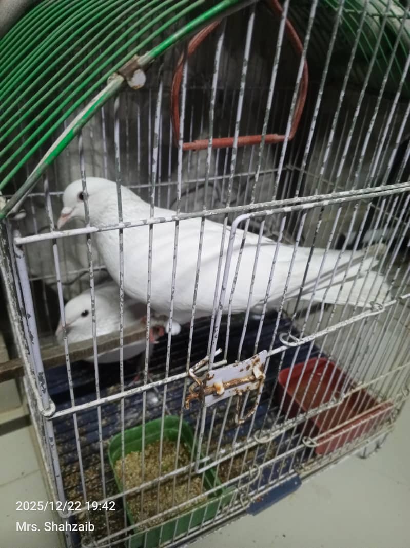white pigeon 2