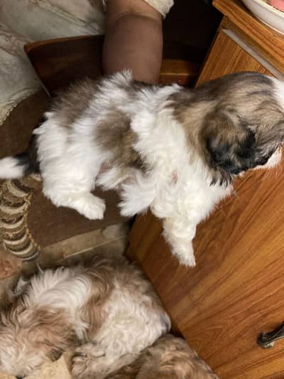 shitzuu pup male female available