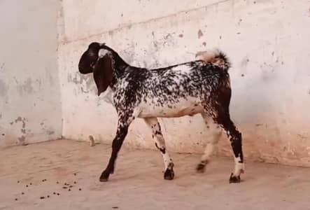 makhi chena bakra  ager 7/8 mheny
